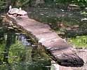 Turtles in Wychwood Pond